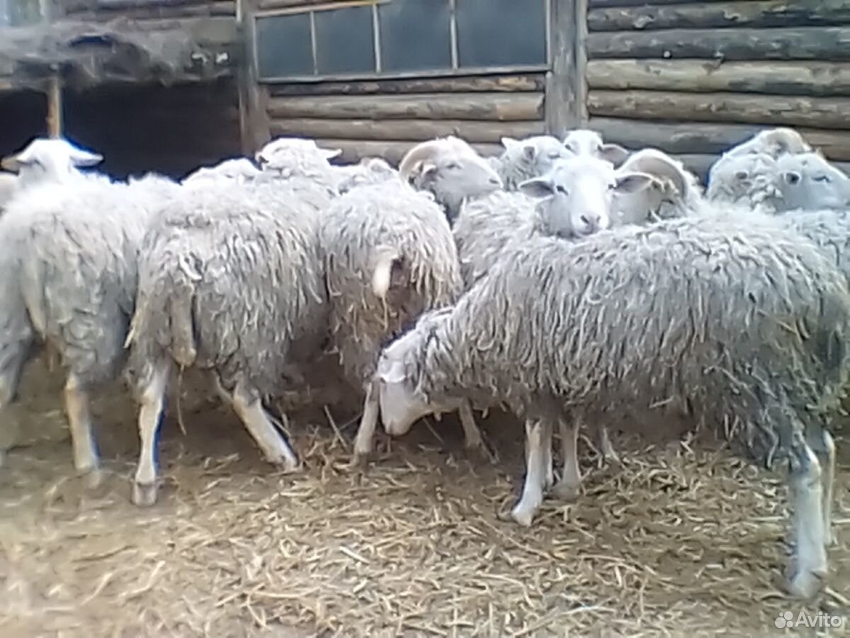 Продаю баранов, овец, ягнят на племя и мясо купить на Зозу.ру - фотография № 1