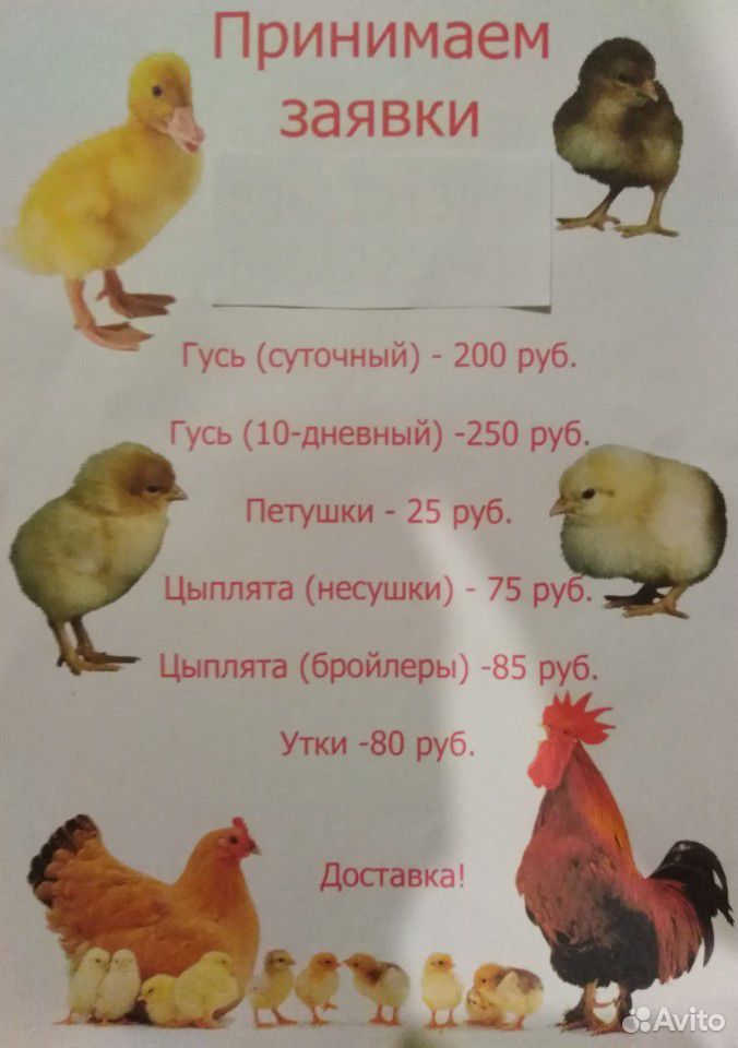 Продам гусят, цыплят, утят, петушков купить на Зозу.ру - фотография № 1