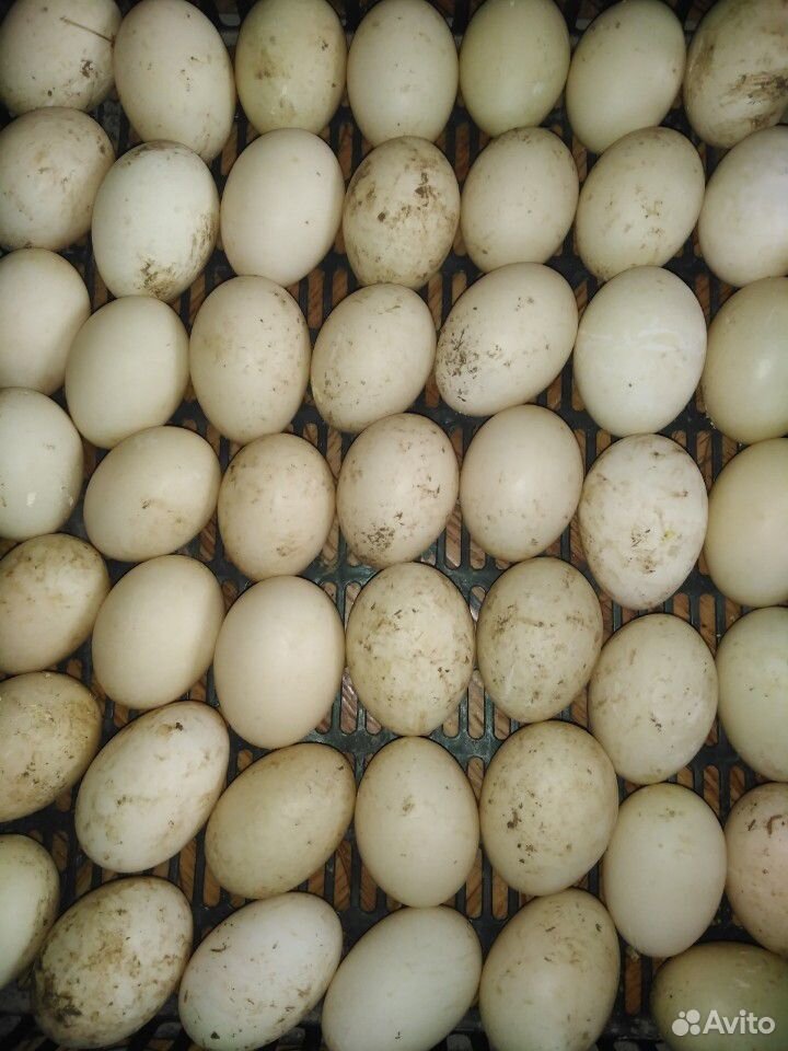 Яйцо гусиное и индоутиное купить на Зозу.ру - фотография № 2