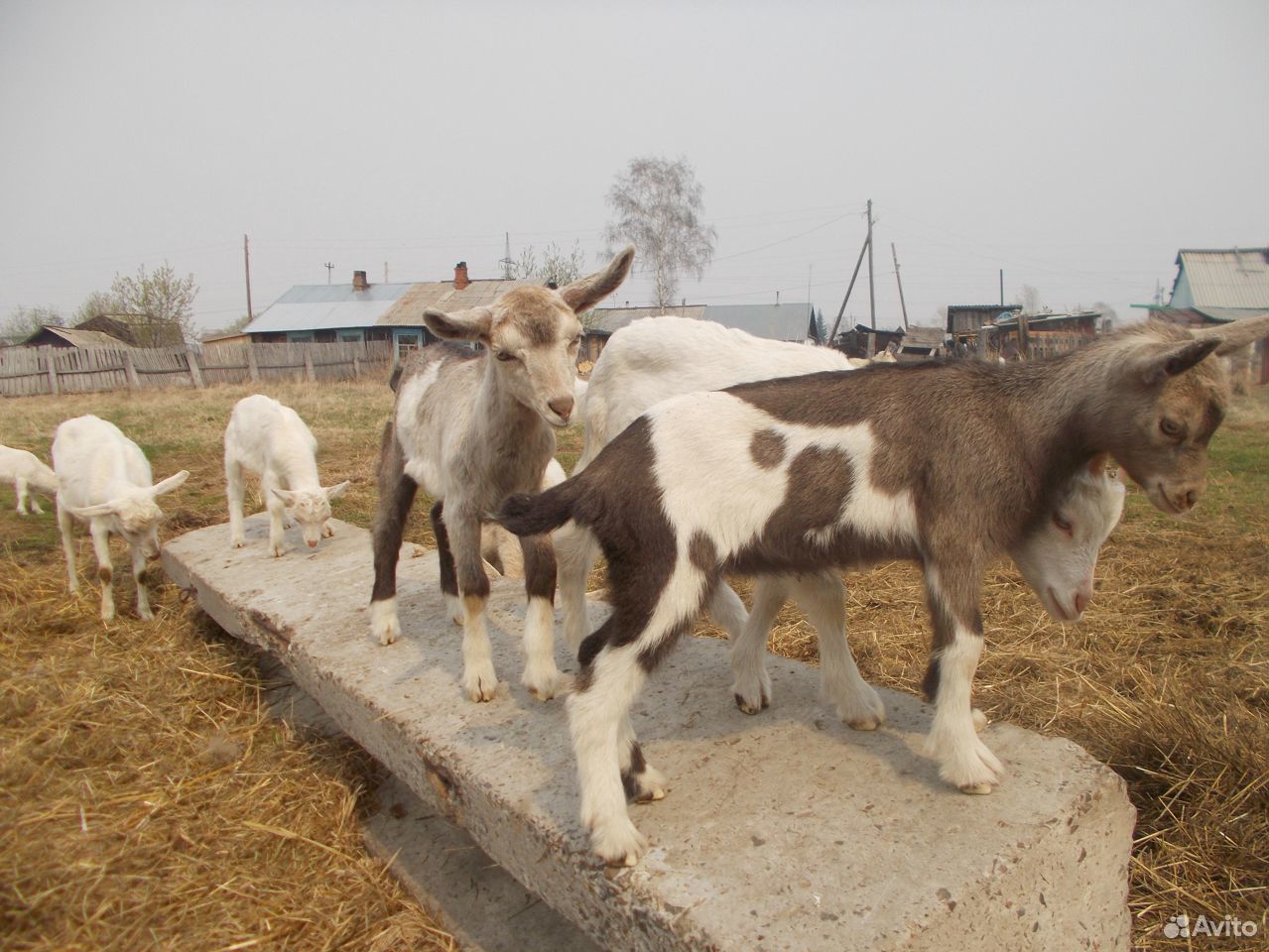 Продажа коз купить на Зозу.ру - фотография № 1