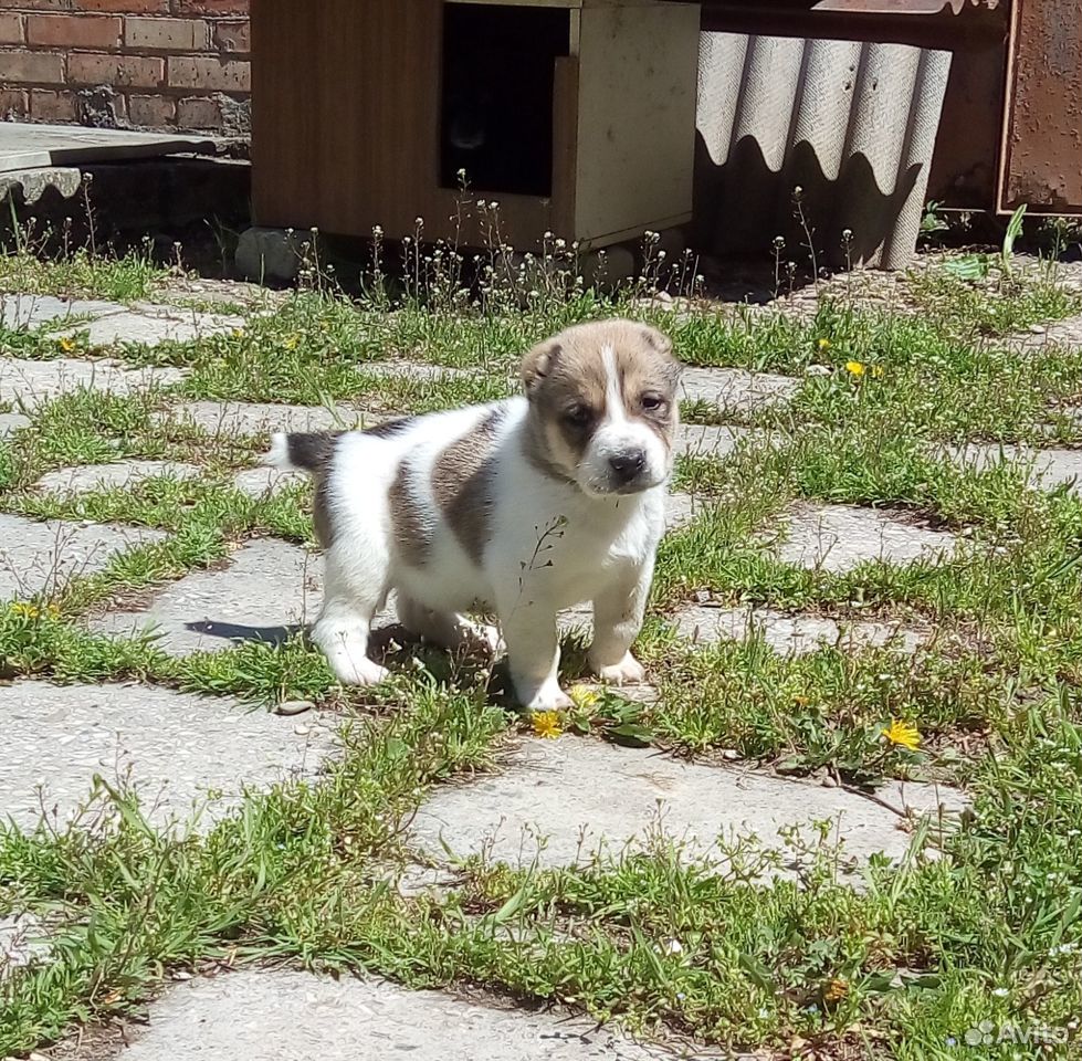 Алиментный щенок сао купить на Зозу.ру - фотография № 3