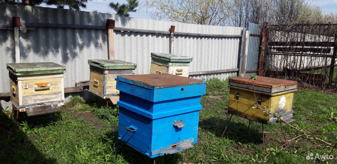 Продаю пчелосемьи купить на Зозу.ру - фотография № 1