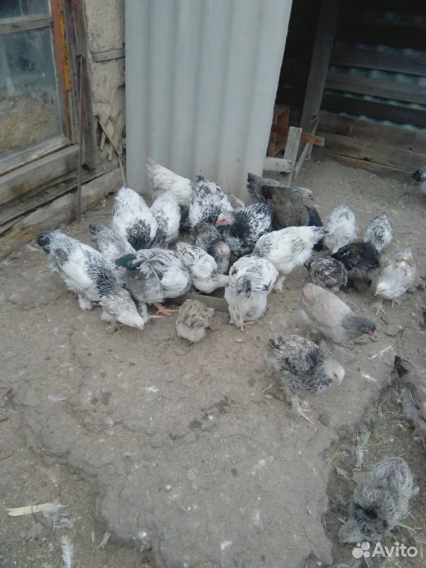 Цыплята под заказ купить на Зозу.ру - фотография № 1