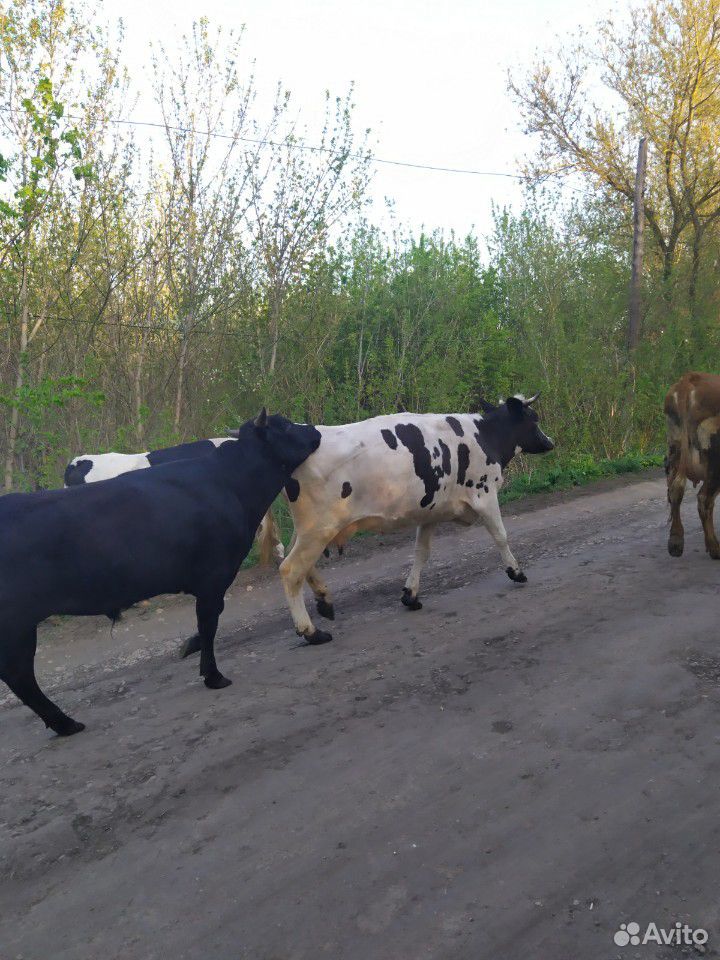 Два бычка молочного направления, двойнёвые купить на Зозу.ру - фотография № 3