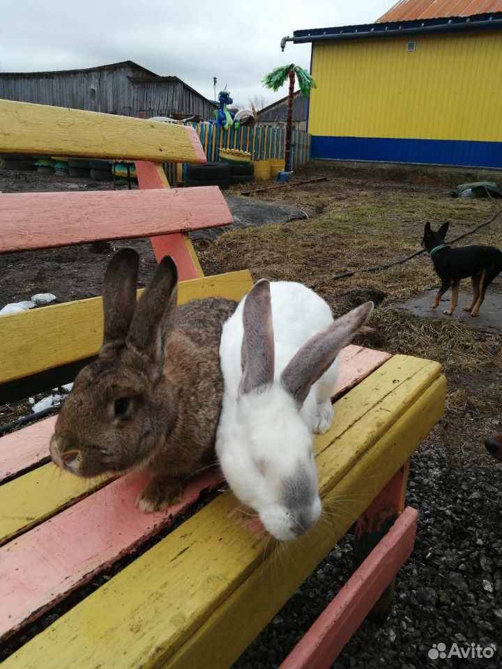 Кролики на разведение купить на Зозу.ру - фотография № 3