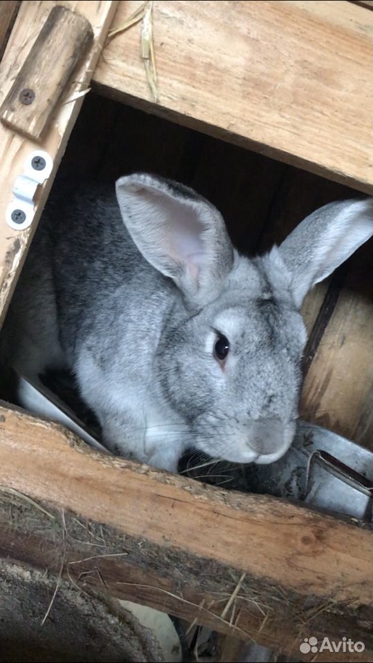 Кролик шиншилла самец 1 год купить на Зозу.ру - фотография № 1