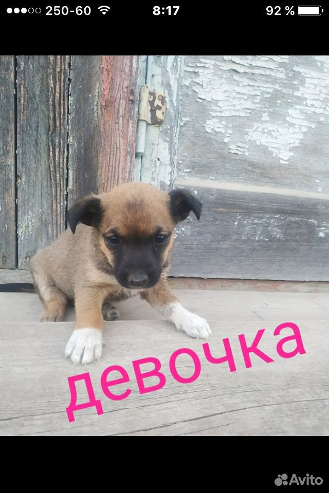 Бездомная собака с щенками купить на Зозу.ру - фотография № 2