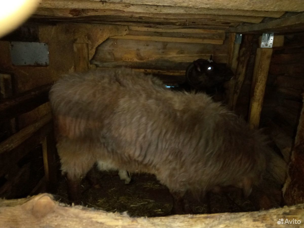 Овцы романовские, баран курдючный,коза купить на Зозу.ру - фотография № 6