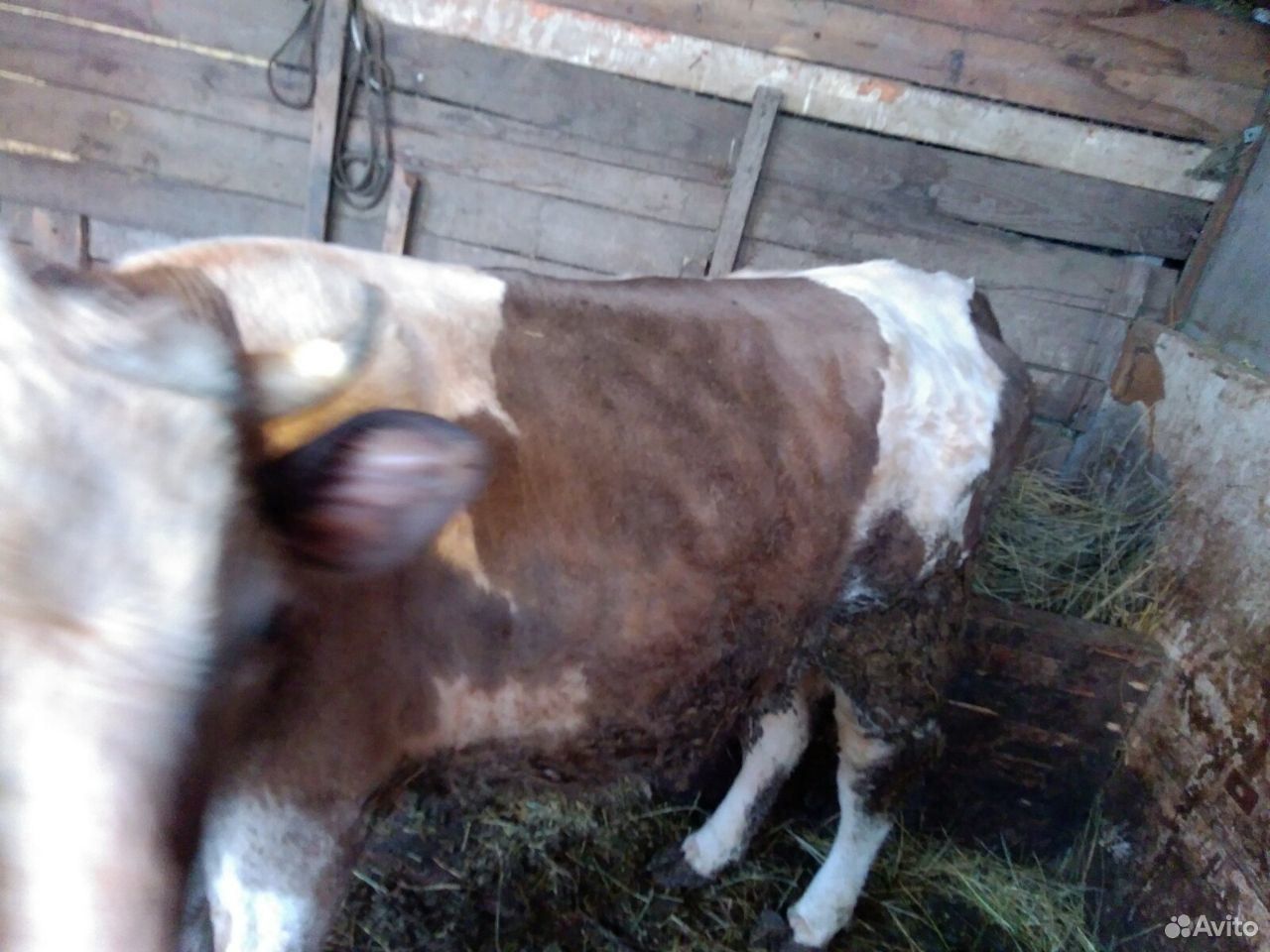 Корова дойная с телёнком купить на Зозу.ру - фотография № 4
