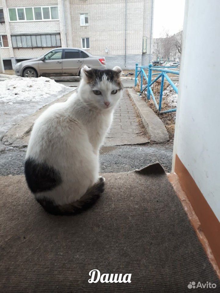 Коты и кошки купить на Зозу.ру - фотография № 9
