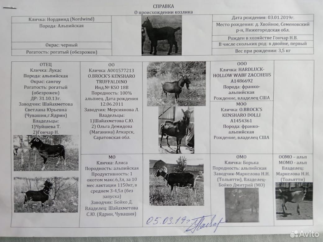 Племенной черный козел альпийский купить на Зозу.ру - фотография № 6