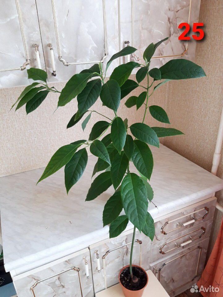 Комнатные растения, цветы 3 купить на Зозу.ру - фотография № 5