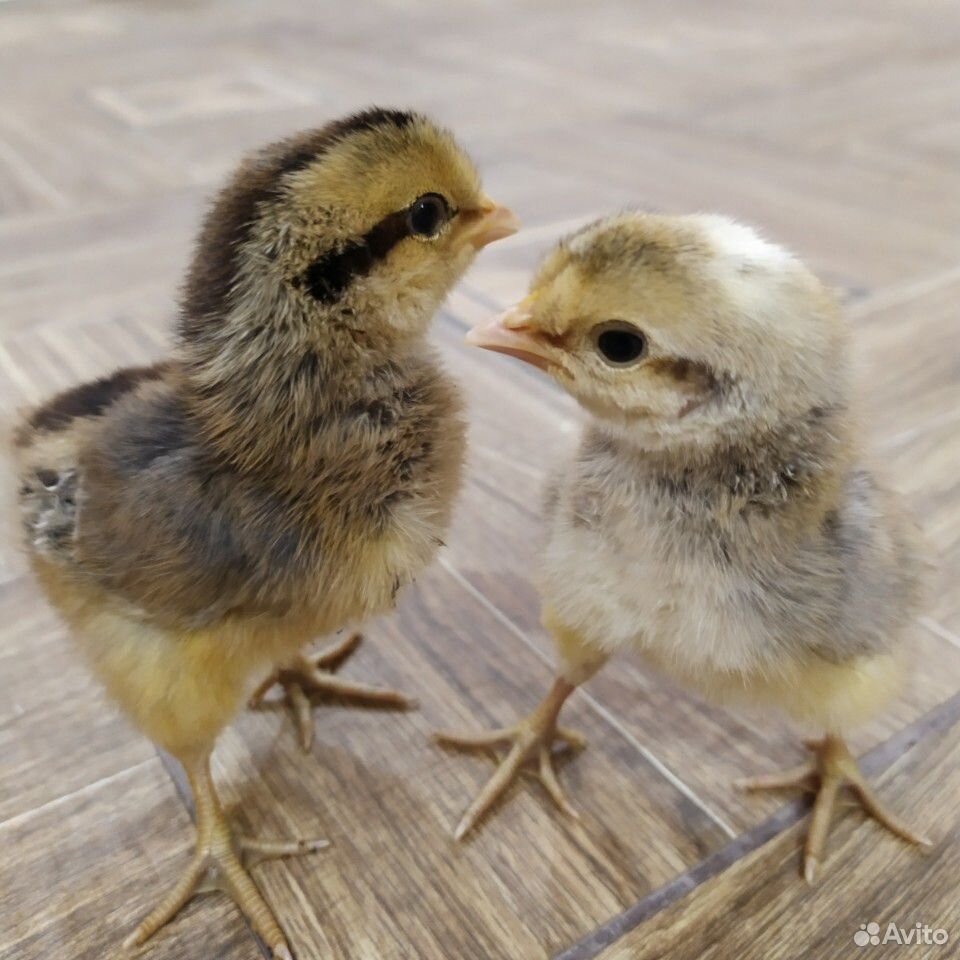 Цыплята, яйцо инкубационное купить на Зозу.ру - фотография № 2