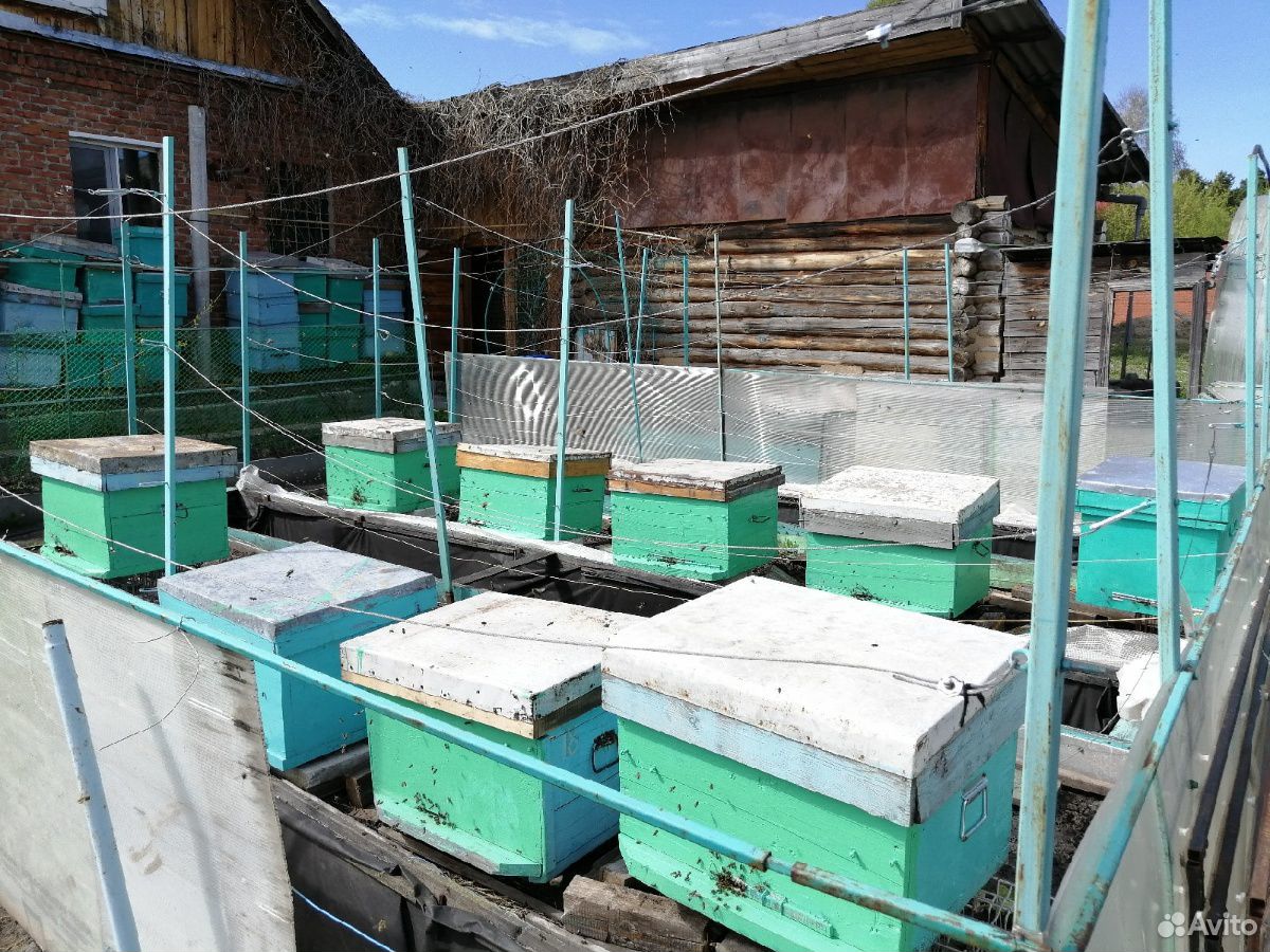 Пасека, ульи, пчёлы (9 семей) купить на Зозу.ру - фотография № 4