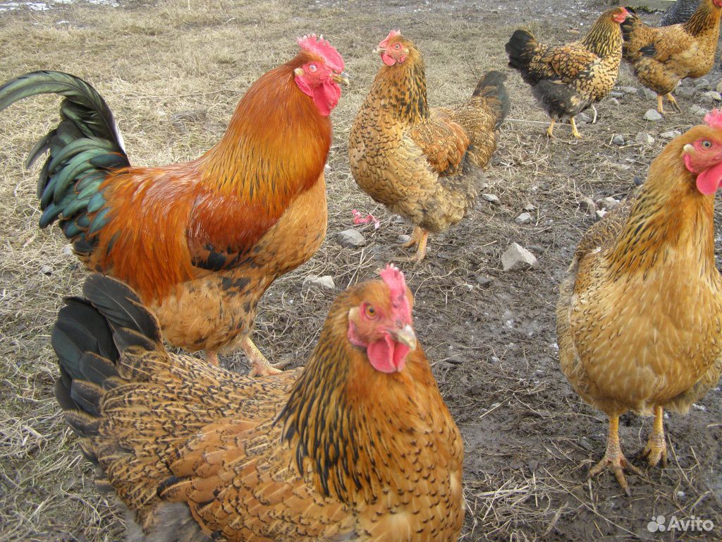 Продам кур и цыплят купить на Зозу.ру - фотография № 3