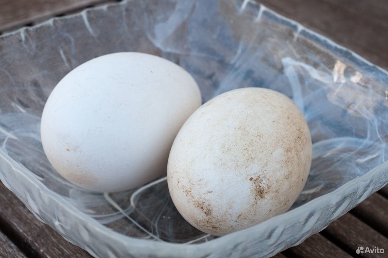 Гусиные яйцо купить на Зозу.ру - фотография № 1