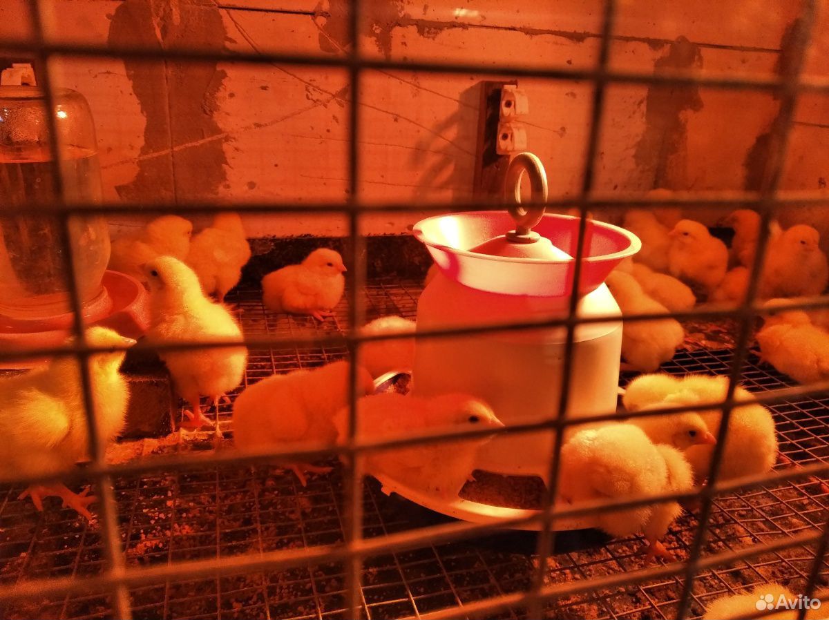 Мясо цыплят бройлеров яйца Бартер купить на Зозу.ру - фотография № 1