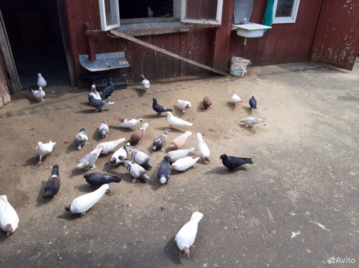 Бойные голуби купить на Зозу.ру - фотография № 4