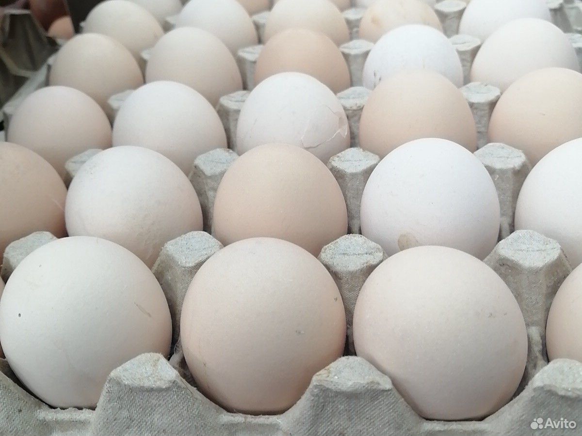 Яйцо домашнее, куриное купить на Зозу.ру - фотография № 1