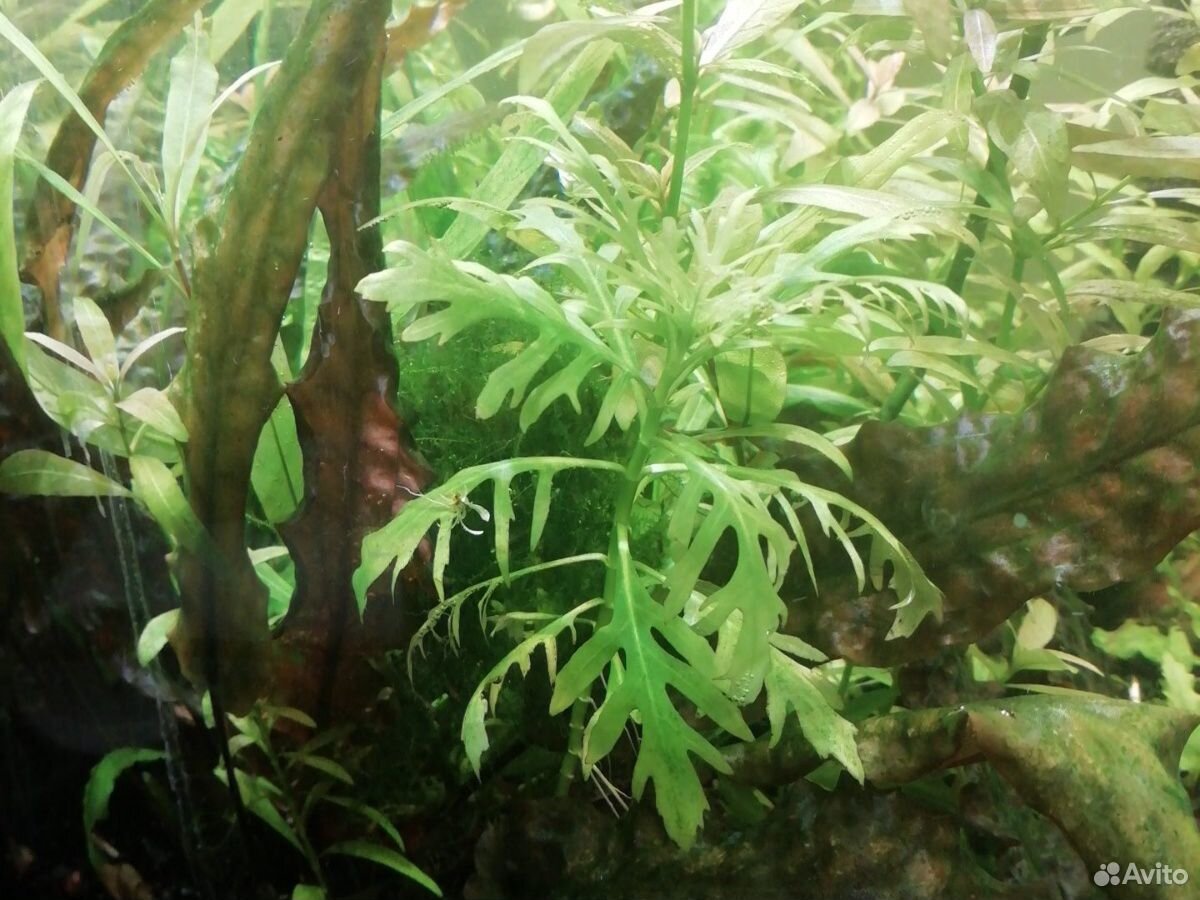 Растения аквариумные купить на Зозу.ру - фотография № 2