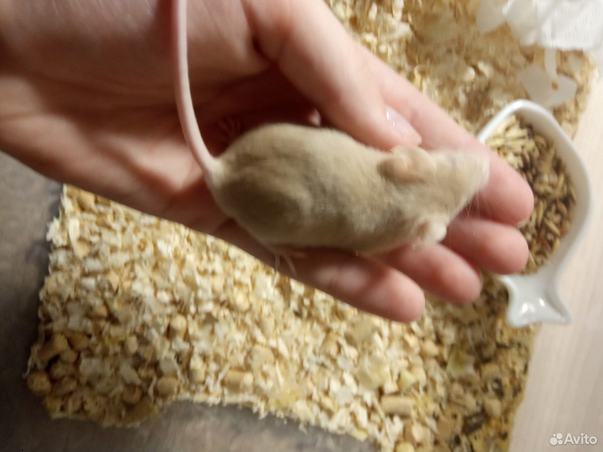 Японская мышка купить на Зозу.ру - фотография № 3