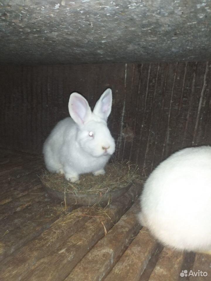 Кролики нзб купить на Зозу.ру - фотография № 2