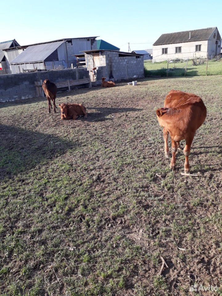5 бычков 4 теленка купить на Зозу.ру - фотография № 5