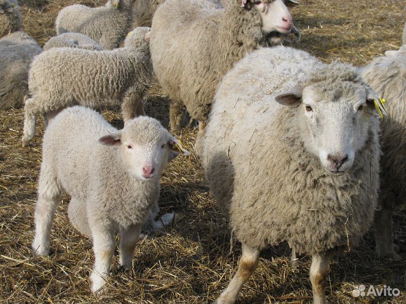 Овцы стельные с ягнятами купить на Зозу.ру - фотография № 1