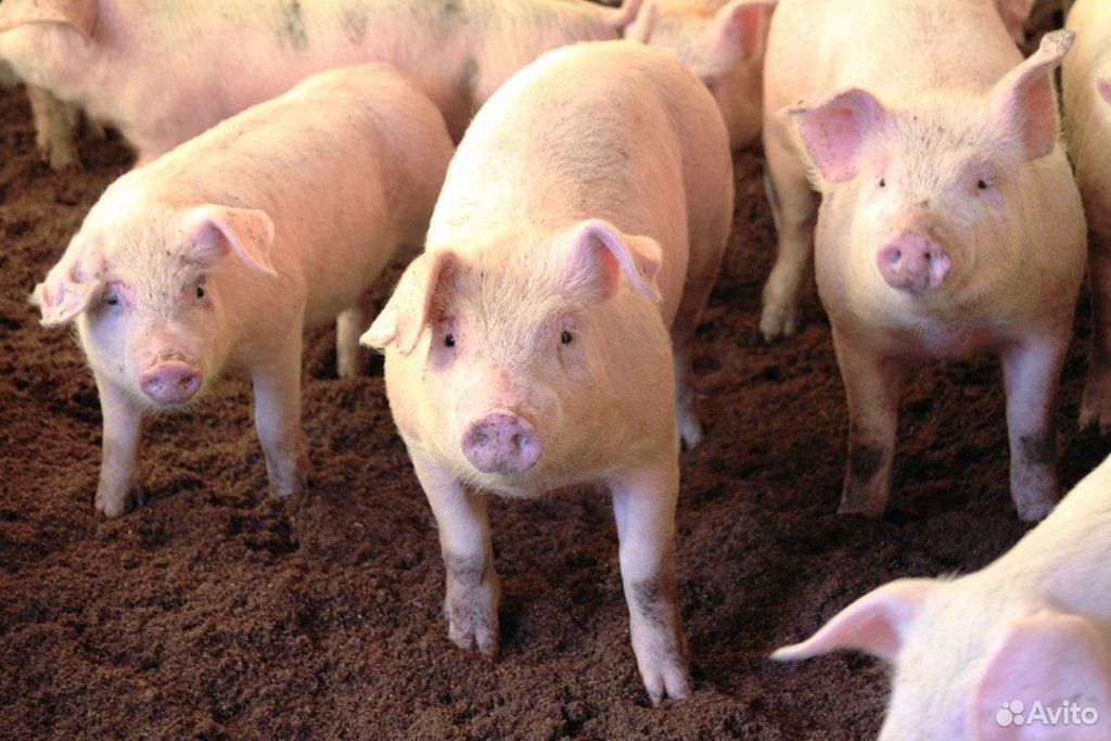 Свиньи живок - свиньи живым весом - кат 1-2 купить на Зозу.ру - фотография № 1