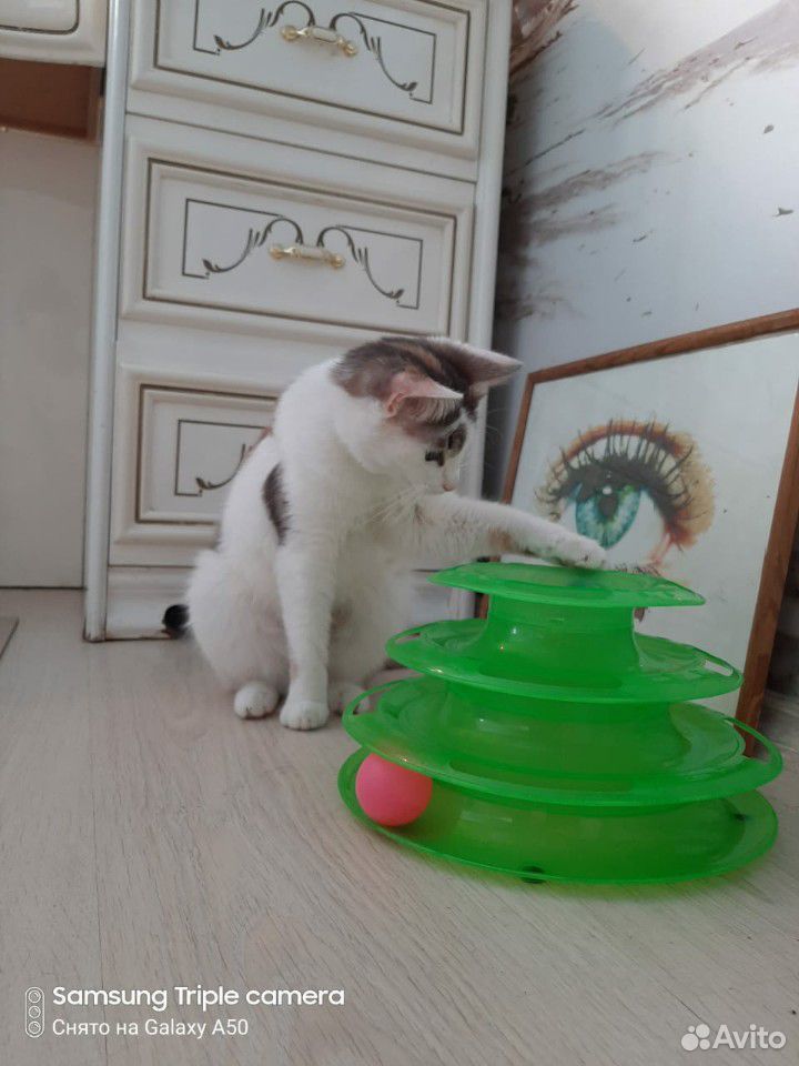 Кошка подросток ищет дом купить на Зозу.ру - фотография № 2