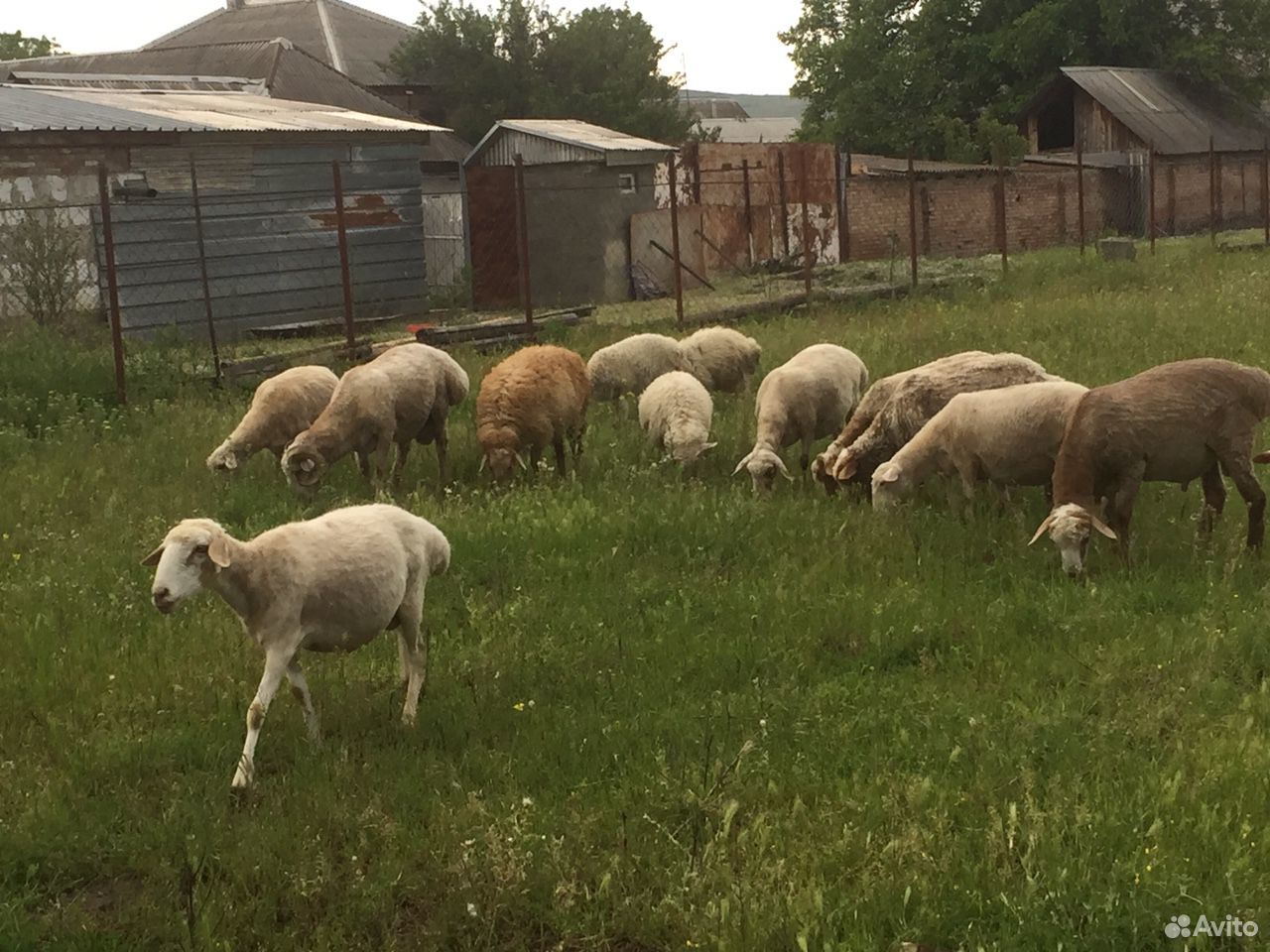 Продаются овцы купить на Зозу.ру - фотография № 2
