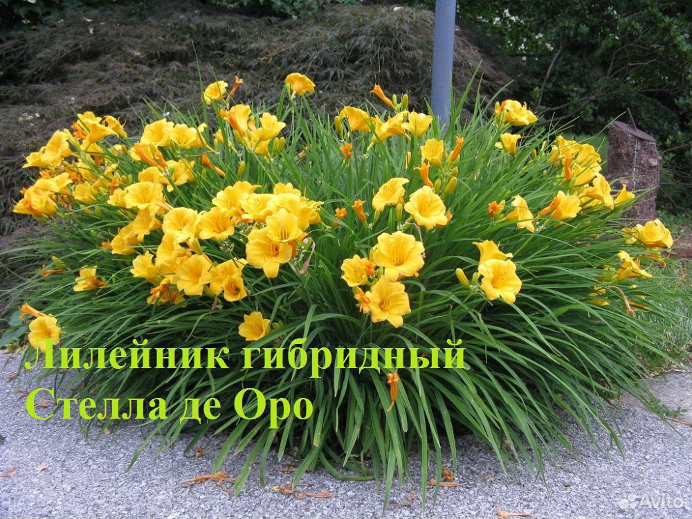 Цветы, кустарники для дизайна сада купить на Зозу.ру - фотография № 9