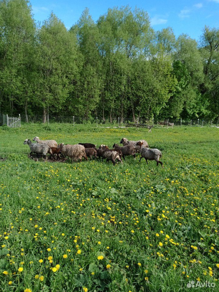 Овцы,ягнята,козлята купить на Зозу.ру - фотография № 6
