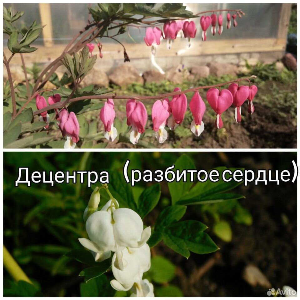 Цветы многолетние купить на Зозу.ру - фотография № 4