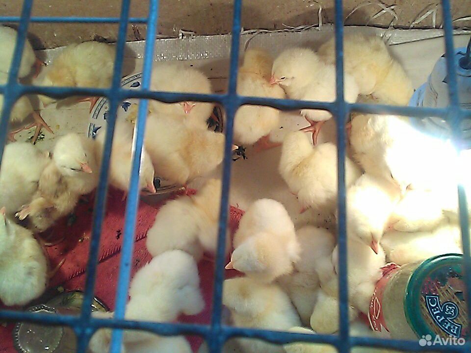 Цыплята бройлеры несколько дней купить на Зозу.ру - фотография № 1