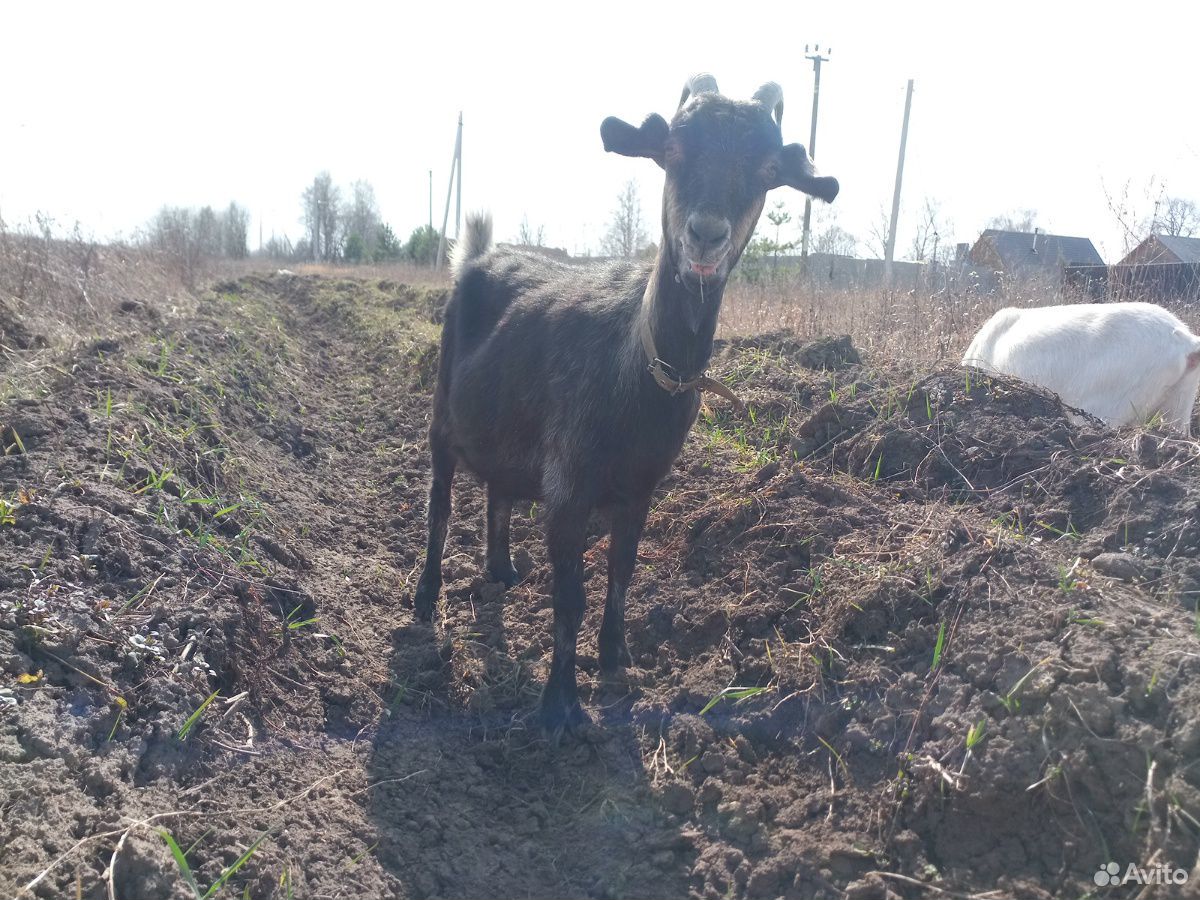 Продам дойную козу и козликов купить на Зозу.ру - фотография № 1