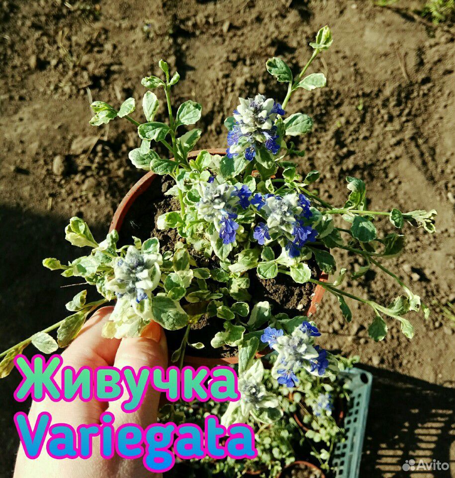 Почвопокровные растения купить на Зозу.ру - фотография № 2