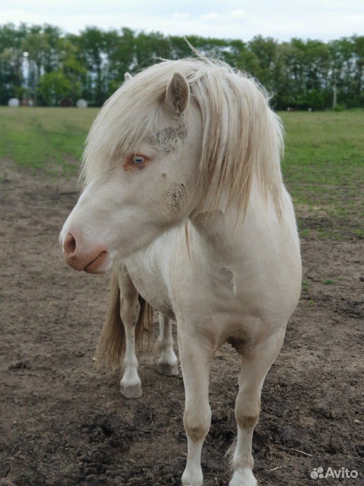 Лошадь. Шотландский пони. жеребец купить на Зозу.ру - фотография № 3