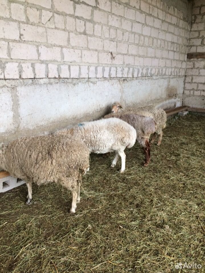 Котные овцы купить на Зозу.ру - фотография № 3