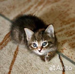 Котенок Тигра купить на Зозу.ру - фотография № 1