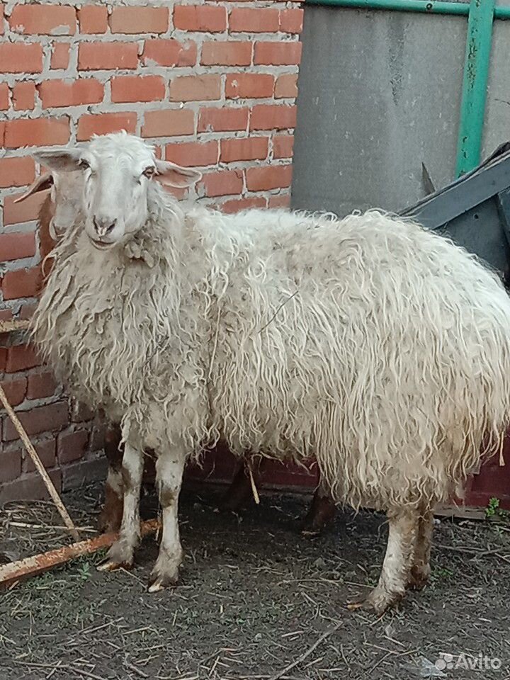 Овца, баранина купить на Зозу.ру - фотография № 1