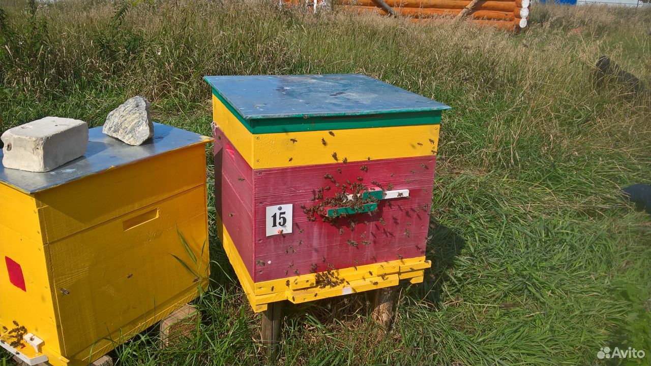 Пчелосемьи и пчелопакеты (карпатка и карника) купить на Зозу.ру - фотография № 4