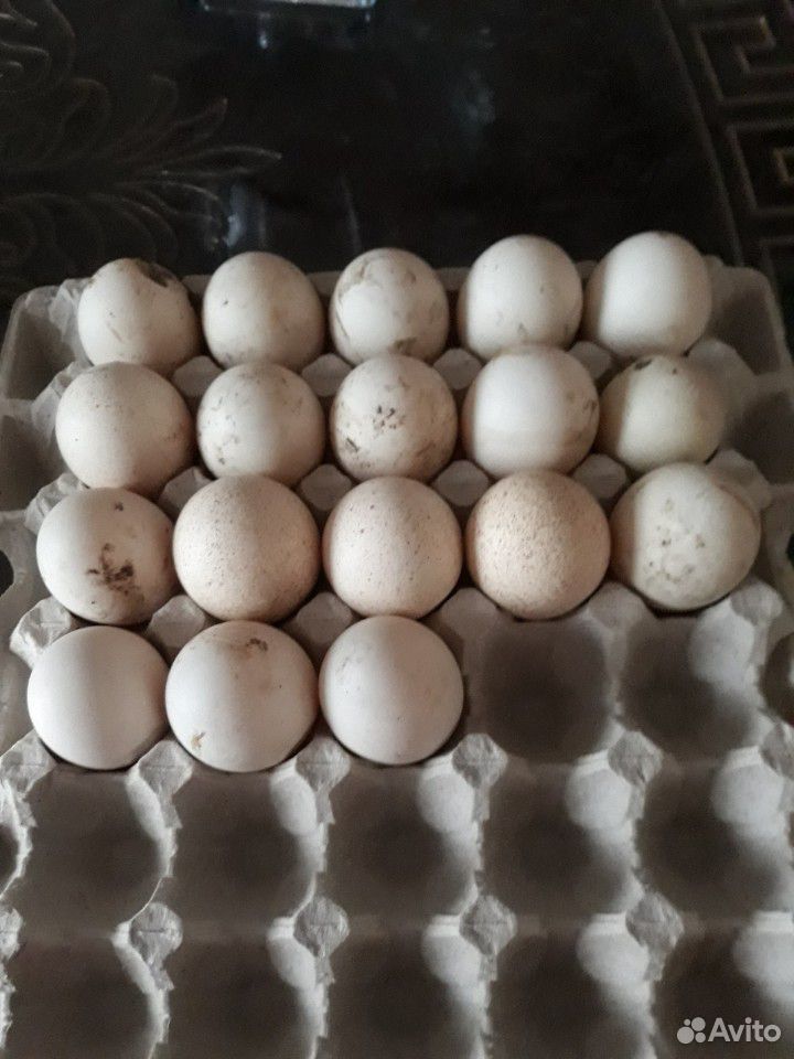 Инкубационные яйца, курицы и утки купить на Зозу.ру - фотография № 1
