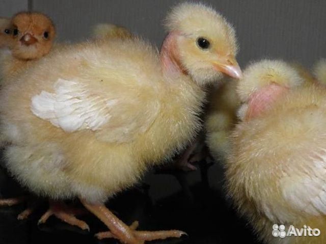 Цыплята бройлерной голошейки и мясояичные купить на Зозу.ру - фотография № 1