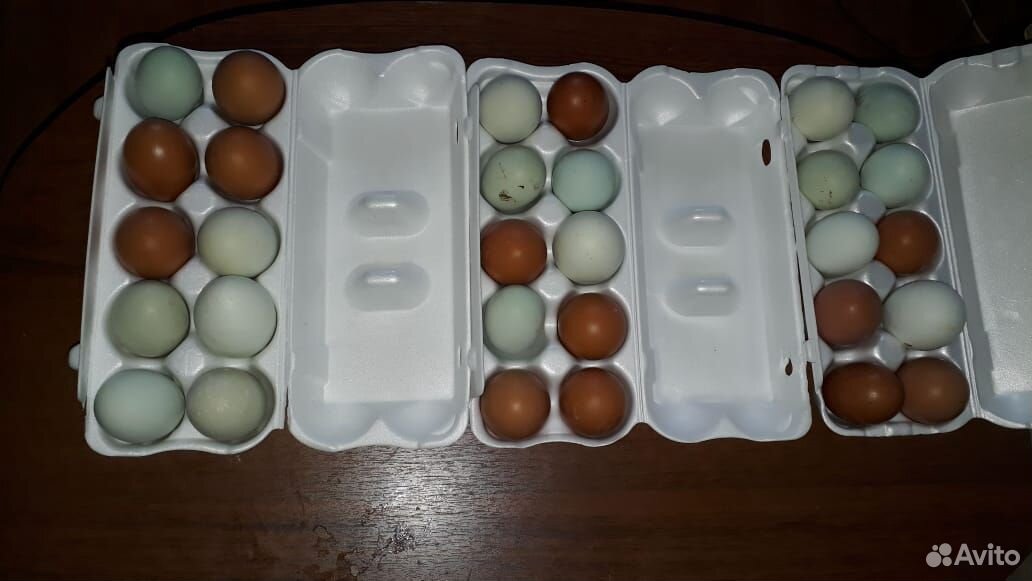 Инкубационное яйцо купить на Зозу.ру - фотография № 10