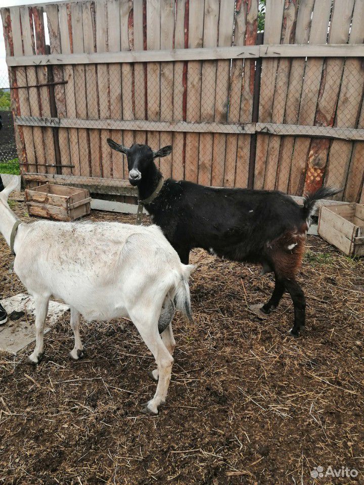 Дойные и скотная козы, козел купить на Зозу.ру - фотография № 6
