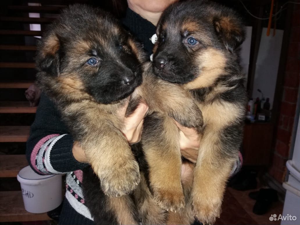 Немецкие щенки в казани. Немецкие щенки в казани. Немецкие щенки в казани. Маленькие щенки немецкой овчарки из питомника. Щенки немецкой овчарки 1.