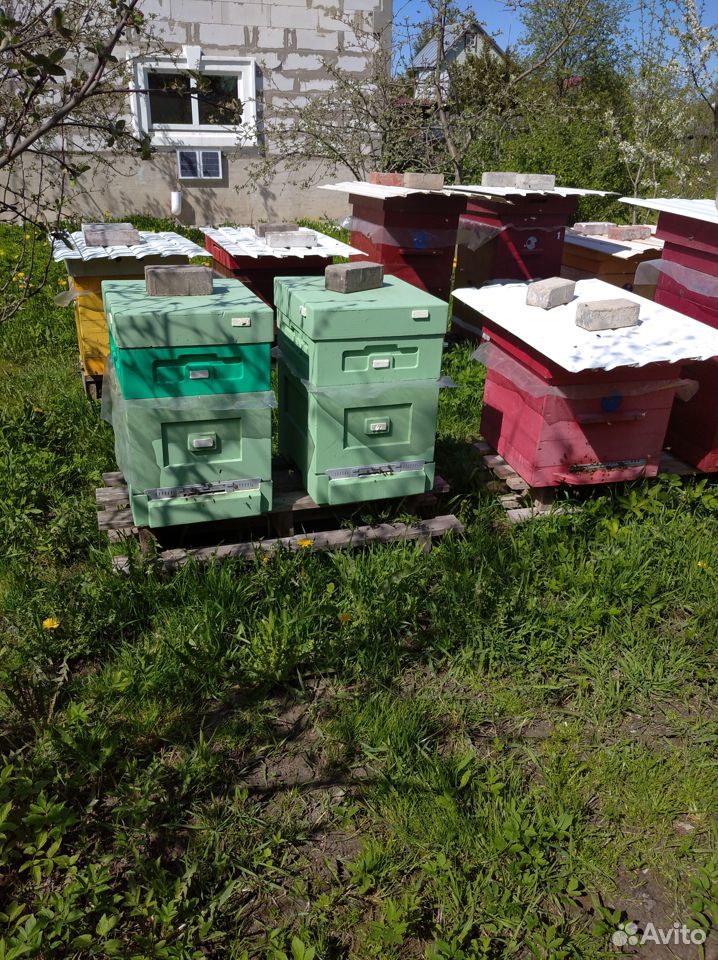 Пчелопакеты, пчелиные семьи купить на Зозу.ру - фотография № 2