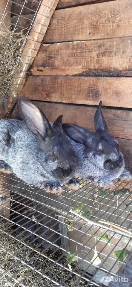 Кролики пароды Калифорнийское серебро купить на Зозу.ру - фотография № 2