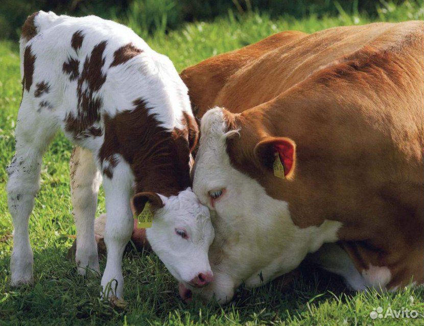 Корова, теленок купить на Зозу.ру - фотография № 1